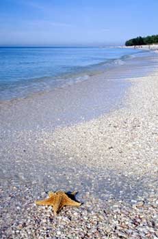 Shelling in Sanibel Island