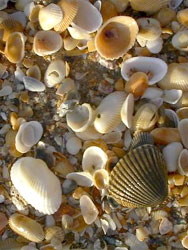 Sanibel Shell Fair and Show