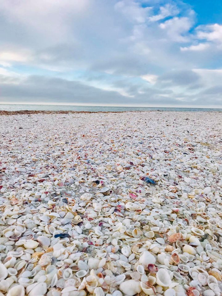 shells on sanibel island
